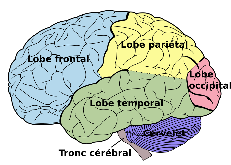 Cerveau