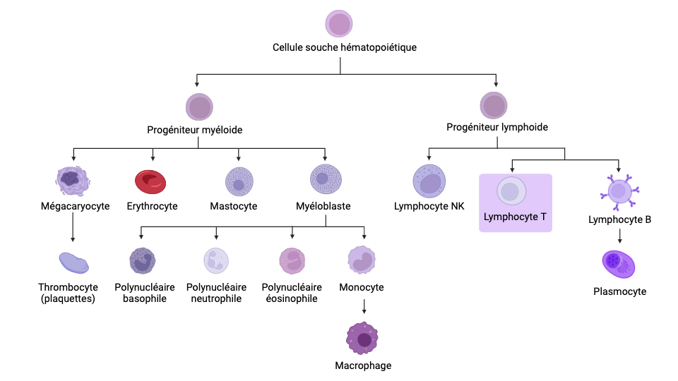 Cellules immunitaires