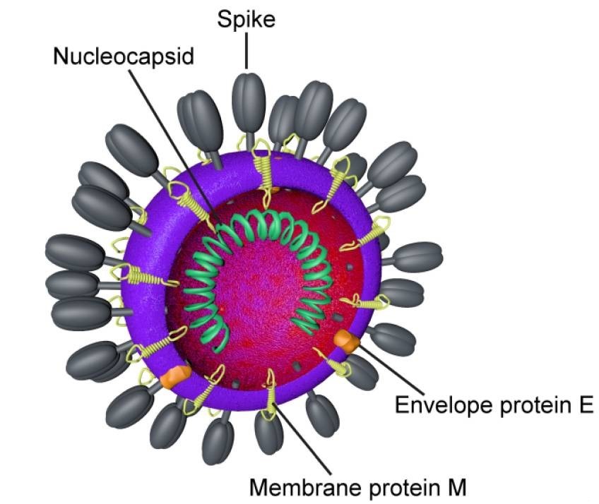Coronavirus